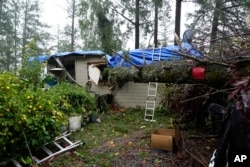 A fallen tree crushing a house due to a storm in Forestville, California, Thursday, November 21, 2024. (Godofredo A. Vásquez/AP)