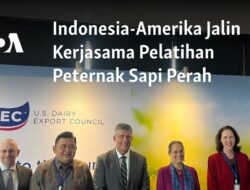 Kerjasama Pelatihan Peternak Sapi Perah antara Indonesia dan Amerika